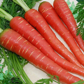 Red Carrot/Lal Gajar Vegetable Plant Seeds For Home Garden-100 Seeds