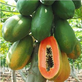 Red Lady Papaya,Papita,Papeeta Seeds For Home Garden- 50 Seeds