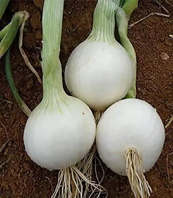 White Onion Seeds  White Pyaaj Seeds  Onion Vegetable Plant Seeds For Home Garden-1000 Seeds