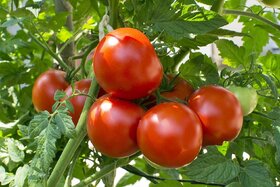 Desi Tomato Vegetable Seeds For Home Garden-100 Seeds