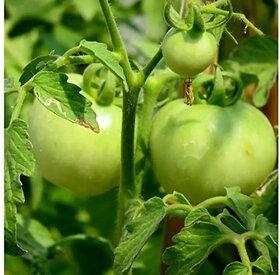 Chappan Kaddu Vegetable Plant Seeds For Home Garden  Terrace -100 Seeds