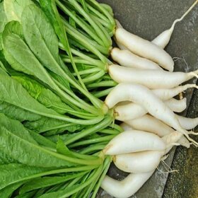 Long White Radish/Mooli Vegetable Seeds For Home Garden-100 Seeds