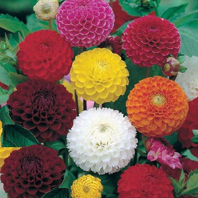 Dahlia Mixed Color Flower Seeds For Home Garden  Terrace -100 Seeds