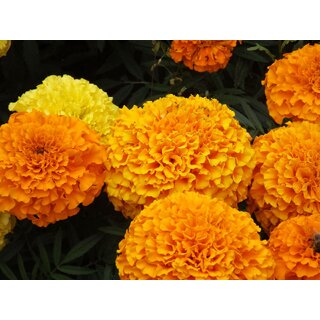 Marigold Mixed Flower Home Garden-100 Seeds