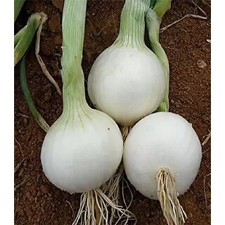 White Onion Seeds  White Pyaaj Seeds  Onion Vegetable Plant Seeds For Home Garden-1000 Seeds