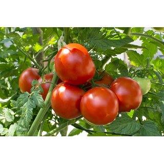 Desi Tomato Vegetable Seeds For Home Garden-100 Seeds