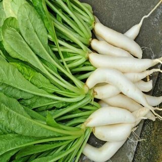 Long White Radish/Mooli Vegetable Seeds For Home Garden-100 Seeds Long White Radish/Mooli Vegetable Seeds For Home Garden-100 Seeds