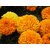 Marigold Mixed Flower Home Garden-100 Seeds