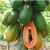 Red Lady Papaya,Papita,Papeeta Seeds For Home Garden- 50 Seeds