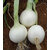 White Onion Seeds  White Pyaaj Seeds  Onion Vegetable Plant Seeds For Home Garden-1000 Seeds