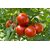 Desi Tomato Vegetable Seeds For Home Garden-100 Seeds