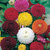Dahlia Mixed Color Flower Seeds For Home Garden  Terrace -100 Seeds