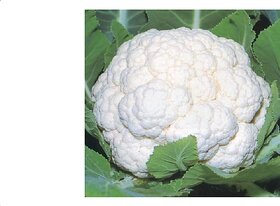 Phool Gobhi  Cauliflower Vegetable Seeds For Home Garden - 100 Seeds