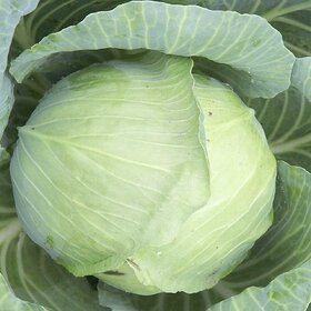 Cabbage  Bandha Kobhi  Patta Gobhi Vegetable Seed For Home Garden-100 Seeds