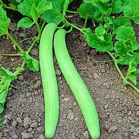 Kakri/Tar Long Vegetable Seeds For Home Garden - 100 Seeds