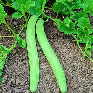 Kakri/Tar Long Vegetable Seeds For Home Garden - 100 Seeds Kakri/Tar Long Vegetable Seeds For Home Garden - 100 Seeds