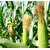 Hybrid Mazie/Makka/Bhutta/Sweet/Baby Corn Vegetable Seed For Home Garden-50 Seeds