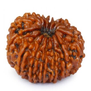 14 mukhi Natural Rudraksha Beads / Original Fourteen Mukhi Shiv Rudraksha Beads For Unisex- Jaipur Gemstone 14 mukhi Natural Rudraksha Beads / Original Fourteen Mukhi Shiv Rudraksha Beads For Unisex- Jaipur Gemstone