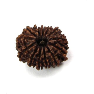 13 Mukhi Rudraksha Beads Original lab Certified Rudraksha Beads For Unisex By Jaipur Gemstone 13 Mukhi Rudraksha Beads Original lab Certified Rudraksha Beads For Unisex By Jaipur Gemstone