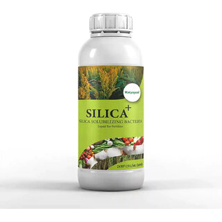                       KATYAYANI SILICA +  SILICA SOLUBILIZING BACTERIA                                              