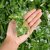 Set of 12 , De Gardenia Artificial Ivy Hanging Grass Creepers, 7.5 Ft Long, Green, for Home  Wall Decoration