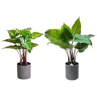 De Gardenia Artificial Philodendron Plants | Faux Greenery with Plastic Pots for Home and Office Decor | Natural Look Indoor Decoration (Pack of 2)