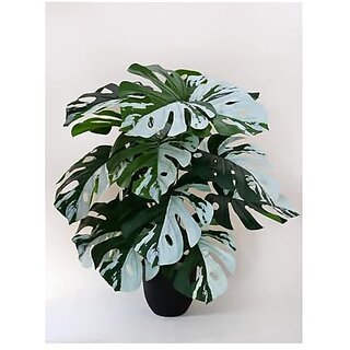 De Gardenia Artificial Monstera Plant with Black Pot 18 Green and White Leaves 78.7 cm Tall Decorative Faux Plant for Interior Decor Home Office or Living Spaces | Durable and Realistic. De Gardenia Artificial Monstera Plant with Black Pot 18 Green and White Leaves 78.7 cm Tall Decorative Faux Plant for Interior Decor Home Office or Living Spaces | Durable and Realistic.