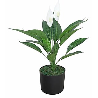                       De Gardenia Artificial Spathe Plant Realistic Indoor Faux Greenery for Home and Office Decor with Pot                                              