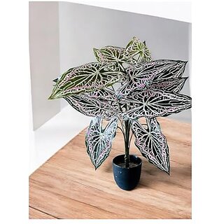 De Gardenia Artificial Caladium Plant with Black Pot | 12 Leaves with Web Pattern | 78.7 cm Tall Decorative Indoor Plant for Home and Office Decor (Web Pattern Caladium Plant) De Gardenia Artificial Caladium Plant with Black Pot | 12 Leaves with Web Pattern | 78.7 cm Tall Decorative Indoor Plant for Home and Office Decor (Web Pattern Caladium Plant)