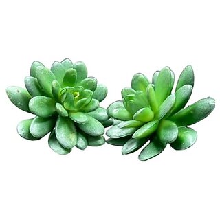 De Gardenia 4 Pc Succulent Heads Small Mini Plants Exquisite Faux Plant Add Charm to Your Home Perfect for Gifting Office Decor Farmhouse and Office Desk Withouth Pot (2 Green 3) De Gardenia 4 Pc Succulent Heads Small Mini Plants Exquisite Faux Plant Add Charm to Your Home Perfect for Gifting Office Decor Farmhouse and Office Desk Withouth Pot (2 Green 3)