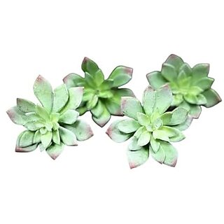 De Gardenia 4 Pc Succulent Heads Small Mini Plants Exquisite Faux Plant Add Charm to Your Home Perfect for Gifting Office Decor Farmhouse and Office Desk Withouth Pot (4 Green 2) De Gardenia 4 Pc Succulent Heads Small Mini Plants Exquisite Faux Plant Add Charm to Your Home Perfect for Gifting Office Decor Farmhouse and Office Desk Withouth Pot (4 Green 2)