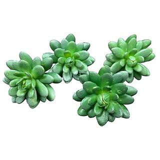                       De Gardenia 4 Pc Succulent Heads Small Mini Plants Exquisite Faux Plant Add Charm to Your Home Perfect for Gifting Office Decor Farmhouse and Office Desk Withouth Pot (4 Green 1)                                              