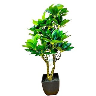 De Gardenia Schefflera Artificial Potted Plant with 250+ Leaves | 2 Branches | Natural Look Flower and Grass | 24 Inch | Decorative Plastic Pot for Home Decor De Gardenia Schefflera Artificial Potted Plant with 250+ Leaves | 2 Branches | Natural Look Flower and Grass | 24 Inch | Decorative Plastic Pot for Home Decor