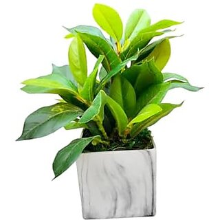                       De Gardenia Hand Made Artificial Table Plant with Pot 24 cm Tall Bonsai for Home and Office Decor. (2 Handmade1)                                              