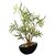 De Gardenia Artificial Bamboo Bonsai Plant in a Ceramic Pot for Home and Office Decor (199 Leafs 38 cm Tall Mixed Material Green)