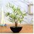 De Gardenia Artificial Bamboo Bonsai Plant in a Ceramic Pot for Home and Office Decor (199 Leafs 38 cm Tall Mixed Material Green)