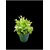 De Gardenia Mini Artificial Plants Multicolours Lifelike Fake PlantsHome and Office Decor Mini Artificial Plants Set for Home and Office Decor Lifelike Fake Plants (White 4)