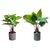 De Gardenia Artificial Philodendron Plants | Faux Greenery with Plastic Pots for Home and Office Decor | Natural Look Indoor Decoration (Pack of 2)