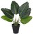 De Gardenia Artificial Banana Travellers Palm Plant with Plastic Pot for Home Decor | Natural Look | (14 /36 cm)