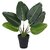 De Gardenia Artificial Banana Travellers Palm Plant with Plastic Pot for Home Decor | Natural Look | (14 /36 cm)