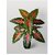 De Gardenia Artificial Caladium Plant with Black Pot | 12 Leaves with Web Pattern | 78.7 cm Tall Decorative Indoor Plant for Home and Office Decor (Red Patched Caladium Plant)