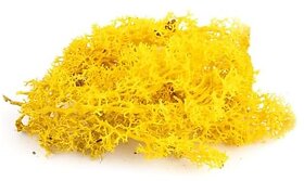 De Gardenia Preserved Reindeer Moss Natural Multicolored Moss for Crafts DIY Arts Home and Office Wall Decor  Bulk 100g to 1000g Packs (Yellow 300g)