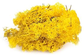 De Gardenia Preserved Reindeer Moss Natural Multicolored Moss for Crafts DIY Arts Home and Office Wall Decor  Bulk 100g to 1000g Packs (Yellow 100g)