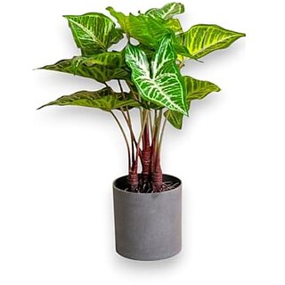                       De Gardenia Artificial Philodendron Plant | 16 (40 cm) Faux Green Plant with Plastic Pot for Home and Office Decor | Natural Look Indoor Decoration                                              