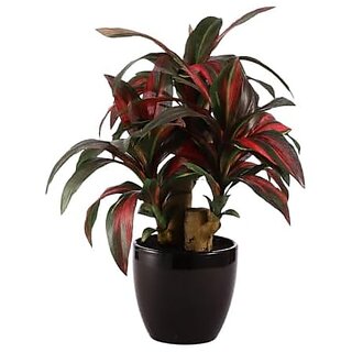 De Gardenia Artificial Bonsai Ruby Red Dracaena with Balck Glossy Ceramic Pot 100+ Leaf 36cm Mixed Material Perfect for Home and Office Decor (DGB F123) De Gardenia Artificial Bonsai Ruby Red Dracaena with Balck Glossy Ceramic Pot 100+ Leaf 36cm Mixed Material Perfect for Home and Office Decor (DGB F123)