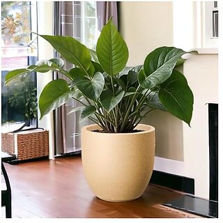 De Gardenia FOXB PCUP Pots for Plants Durable Lightweight Indoor/Outdoor Flower Pot Gamla Tree Planter for Living Room Balcony Garden Office (Beige 10 Inch) De Gardenia FOXB PCUP Pots for Plants Durable Lightweight Indoor/Outdoor Flower Pot Gamla Tree Planter for Living Room Balcony Garden Office (Beige 10 Inch)