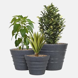 De Gardenia Fox BR 181412 INCH Pots for Plants Highly Durable Fiberstone Lightweight Indoor Outdoor Flower PotGamla Tree Planter Container Planters for Living Room (Set of 3(12 14 18) Grey) De Gardenia Fox BR 181412 INCH Pots for Plants Highly Durable Fiberstone Lightweight Indoor Outdoor Flower PotGamla Tree Planter Container Planters for Living Room (Set of 3(12 14 18) Grey)