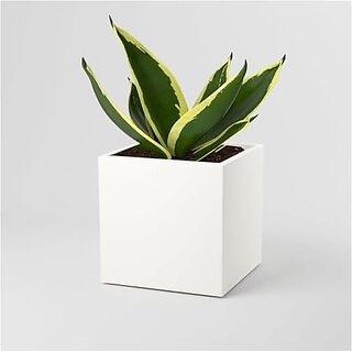 De Gardenia FOXB Cubo Cube Pots for Plants Highly Durable Lightweight Indoor/Outdoor Flower Pot Gamla Tree Planter for Balcony Garden Office (White 10 Inch) De Gardenia FOXB Cubo Cube Pots for Plants Highly Durable Lightweight Indoor/Outdoor Flower Pot Gamla Tree Planter for Balcony Garden Office (White 10 Inch)