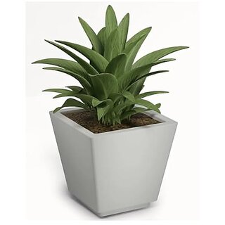                       De Gardenia Pots and PlantersSize of GK 12 14 16 InchPack of 3 Pots for Plants Highly Durable Polymers Lightweight Indoor Outdoor Plant Pots (12 Inch(GK12) White)                                              