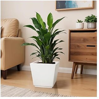 De Gardenia Pots and PlantersSize of GK 12 14 16 InchPack of 3 Pots for Plants Highly Durable Polymers Lightweight Indoor Outdoor Plant Pots (14 Inch(GK14) White) De Gardenia Pots and PlantersSize of GK 12 14 16 InchPack of 3 Pots for Plants Highly Durable Polymers Lightweight Indoor Outdoor Plant Pots (14 Inch(GK14) White)